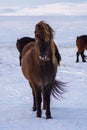 Iconic Icelandic horses in snow, winter time, Iceland Royalty Free Stock Photo