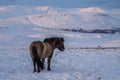 Iconic Icelandic horses in snow, winter time, Iceland Royalty Free Stock Photo