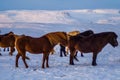 Iconic Icelandic horses in snow, winter time, Iceland Royalty Free Stock Photo