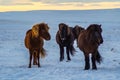 Iconic Icelandic horses in snow, winter time, Iceland Royalty Free Stock Photo