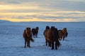 Iconic Icelandic horses in snow, winter time, Iceland Royalty Free Stock Photo