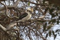 Iconic kookaburra on Naturaliste Peninsula in Western Australia