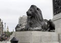 Iconic Lion Statue from Trafalgar Square with Big Ben in the Background during an overcast day Concept for London Historic Royalty Free Stock Photo