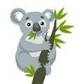 Iconic Marsupials. Koala Bear On Wood Branch With Green Leaves. Australian Animal.