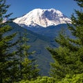 Iconic Mount Rainier with bright green trees