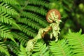 New Zealand koru Royalty Free Stock Photo