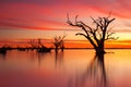 An iconic old dead redgum tree in Lake Bonney Barmera South Aus Royalty Free Stock Photo