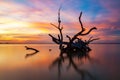 An iconic old dead redgum tree in Lake Bonney Barmera South Aus