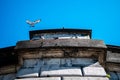 Iconic Palais de Justice in Brussels, Belgium, featuring an abundance of pigeons perched on its roof Royalty Free Stock Photo