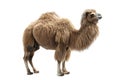 Iconic Portrayal of Bactrian Camel Standing Against White Background Royalty Free Stock Photo