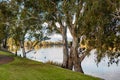 An iconic red gum tree on a calm river murray located in the river land at Berri South Australia on 20th June 2020 Royalty Free Stock Photo