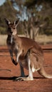 Iconic red kangaroo roaming freely in picturesque Australian outback