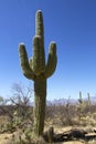 Iconic Saguaro Cactus