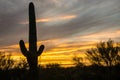 Iconic Saguaro Sunset