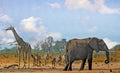 Iconic scenic view of an african waterhole with Elephant, Giraffe and Zebras, with a pale blue bright sky