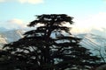 The iconic silhouette of a cedar of Lebanon - with a view towards Tannourine Royalty Free Stock Photo