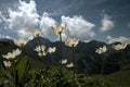 Alpine pasqueflower Pulsatilla alpina on meadow in Malbun, Liechtenstein