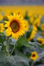 Iconic Sunflower crop in Queensland, Australia