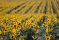 Iconic Sunflower crop in Queensland, Australia