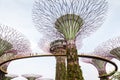 Iconic Supertree Grove at Gardens by the Bay