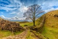 Sycamore gap in the County of Northumberland, England