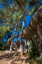 Three trees trees resting over the boulder bridge