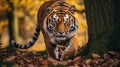 Iconic Tiger Walking Through Dark Forest - Captured With Canon M50 Royalty Free Stock Photo