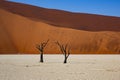 Iconic Trees, Clay Pan, Sand Dunes Deadvllei