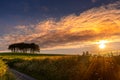 The Coming Home or Nearly There trees at Cookworthy Knapp Royalty Free Stock Photo