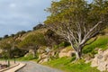 The iconic trees on Granite Island Victor Harbor South Australia on August 3 2020