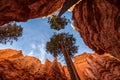 Iconic Wall Street gorge in the Bryce Canyon valley in Utah