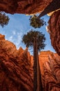 Iconic Wall Street gorge in the Bryce Canyon valley in Utah