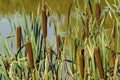 Bulrushes or Reed Mace Royalty Free Stock Photo