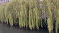 Weeping Willow (Salix x supulcralis), St James Mill, Norwich, Nofolk, England, UK Royalty Free Stock Photo