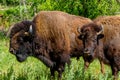 An Iconic Wild Western Symbol - the American Bison, or Buffalo. Royalty Free Stock Photo