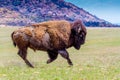 An Iconic Wild Western Symbol - the American Bison, Roaming the Range in Oklahoma Royalty Free Stock Photo