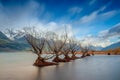 The Iconic Willow Trees of Glenorchy taken during sunrise at Glenorchy, Otago region, New Zealand. Royalty Free Stock Photo