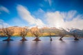 The Iconic Willow Trees of Glenorchy taken during sunrise at Glenorchy, Otago region, New Zealand. Royalty Free Stock Photo