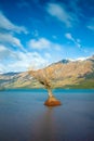 The Iconic Willow Trees of Glenorchy taken during sunrise at Glenorchy, Otago region, New Zealand. Royalty Free Stock Photo