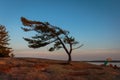 Wind swept Pine of Georgian Bay Royalty Free Stock Photo