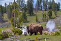 American bison bison bison wandering near an active geyser