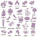 Icons for aromatic plants, herbas and woods