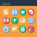 icons of human internal organs. Vector illustration decorative background design Royalty Free Stock Photo