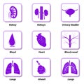 Icons internal human organs for infographic