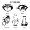 Icons set of five human senses in engraved style. Vector illustration of sensory organs