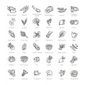 Vegetables set. Basic vegetables thin line icons