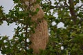 Icterus nigrogularis or Yellow Oriole Bird Nest Royalty Free Stock Photo