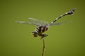 Ictinogomphus decoratus dragonfly, Borneo, Sarawak, Malaysia