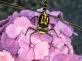 Ictinogomphus pertinax clubtail dragonfly on hydrangea flowers close-up 5