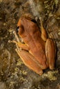 ICUN endangered Australian lace-lid Litoria dayi Royalty Free Stock Photo